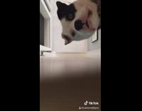 Tiktok guy slides phone under door for dog
