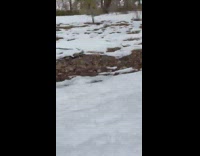 Guy rides on sled in snow with dog