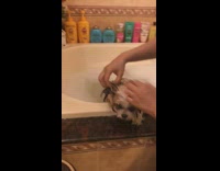 White shirt mom washes brown white dog 