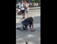 Man pins down pigeon on ground 