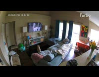 [Third Party] Pet dog watches another dog on the television seen on CCTV