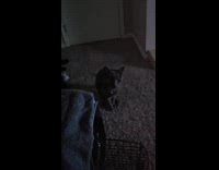 Black cat stares and meow at owner