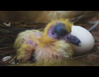 Baby pigeon beside hatching egg in nest