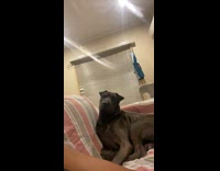 Collab BitchIG2 - Woman calling dog sitting on couch 