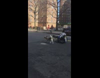 Two husky dogs pull lady on wheelchair 