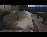 Dog sleep on sofa make some noises