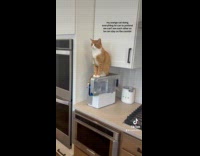 Collab Clips MPUGC - Cat sitting on kitchen counter ignores hooman 