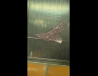 Pink floral underwear stuck on wall on subway train