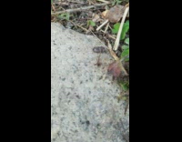 Collab DailyDoseOfIntenet - Roly poly insect bug on back stick 