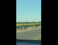 Guy girl drive by sunflower field people 