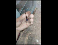 Guy hold wings of dark blue dragonfly 