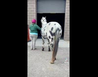 Black spotted horse excited to see female 