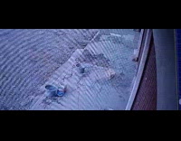 Dog sits and scratches butt on ground