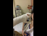 Skinny cat bites womans ear 