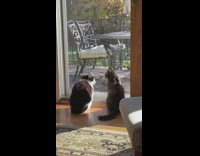Two cats sit beside each other glass