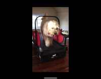 Dog walks on treadmill