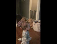 Golden Retriever Licks Toddler 