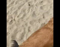 Brown golden retriever dog runs across beach 