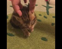 Small brown kitten sits head massage girl 