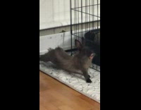 Collab DailyDoseOfInternet - Black grey bunny rabbit stretches yawns 