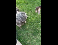 Gray dog evade goat try to ram