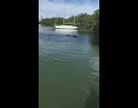 Collab VIBES - two guys swim away after seeing fin in water