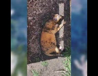 Cat lays and rolls around in dirt 