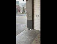 Pigeons stand by wall across food cart 