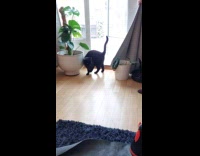 Cat peeks snowy yard then returns inside