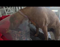 Brown dog wear neck cone climb sofa