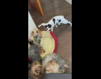 2 pairs of pets fight and play