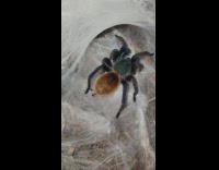 Pet Tarantula Spider crawls and make silk webs