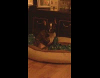 Frenchie sitting in its bed scratching pelvis