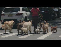Woman walks at street with dog pack