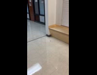 Ball of hair moves around the hallway