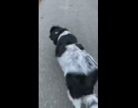 Black white dog walks shakes bubble butt 