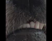 Dog confused by name shows teeth