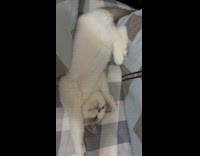 Collab AnimalIG - Pet white cat lie down with paws raised on the bed
