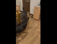 German shepherd walking awkwardly with boots on