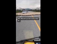 Collab ClipsIG - Flocks of Duck Walks in Circle on Road