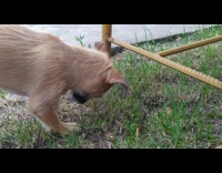 Dog try to burry food without dirt