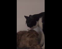 Cat touch face lick head of other cat