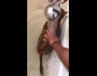 Cat Enjoys Bathtime 