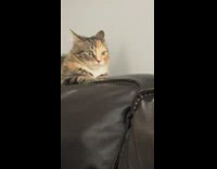 Can crawling on couch woman breathing mask 