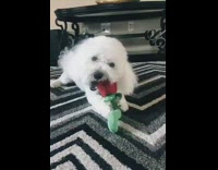 Small white dog tilts head rose toy