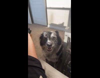 Collab BitchMP - Woman coudlnt figure out what dog wants 