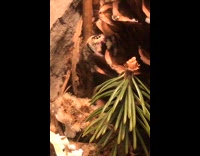 Jumping spider on aquarium shows dance moves