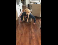 Labrador Gets Piggy Back Ride on Owner's Back