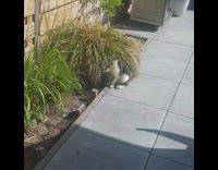 Collab DailyDoseOfInternet - Black and white cat uses plant as shade from sun 
