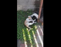 Orange cat black dog play fight backyard 